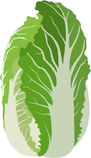 Cabbage Illustration 